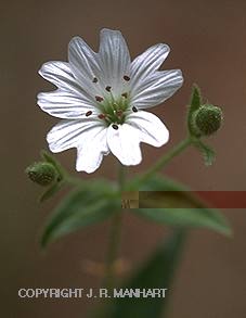 Phlox  Rox Da Web